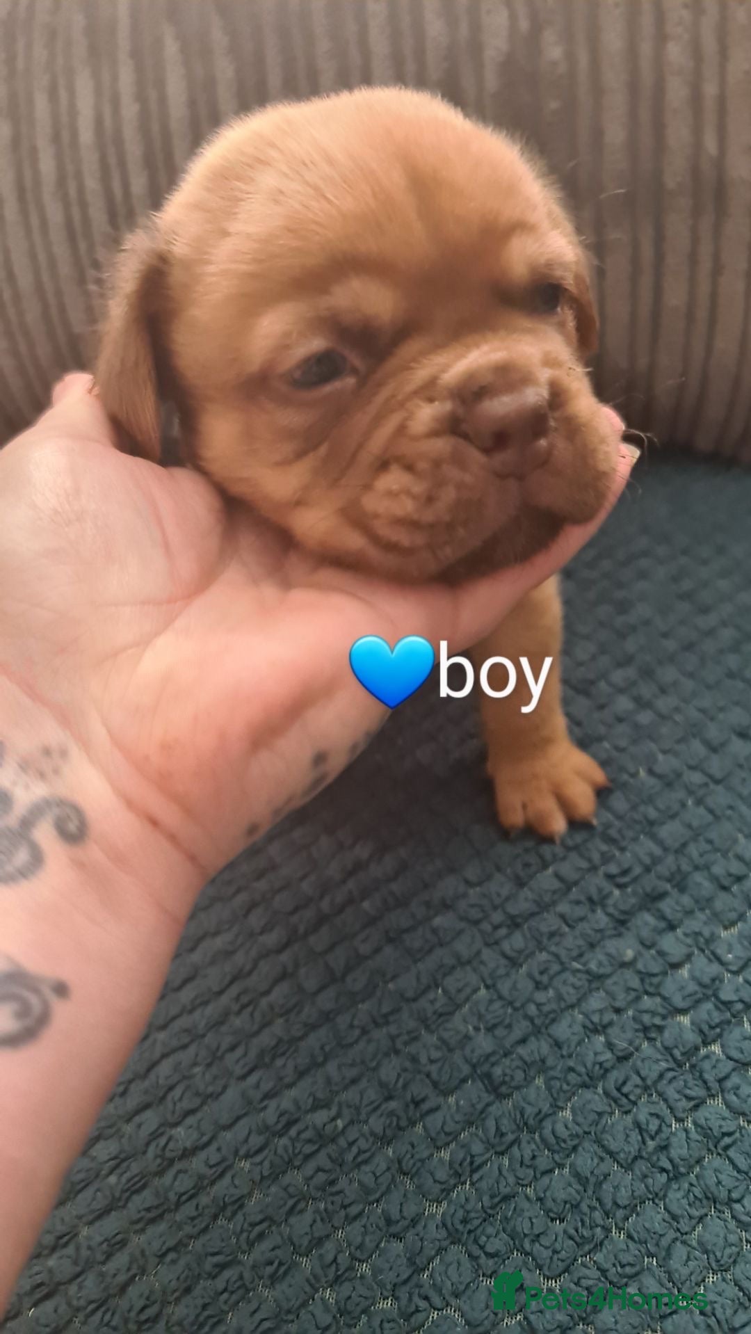 Dogue De Bordeaux dogs for sale: Dogue de bordeaux puppies - Image 13