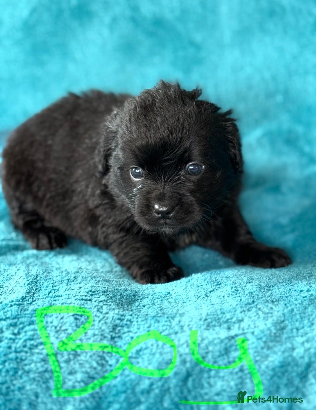 Mixed Breed dogs for sale: 3 CockerJack x Pomeranian Puppies - Advert 10