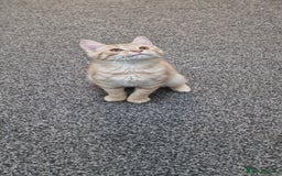 British Shorthair cats for sale: British Shorthair x **REDUCED, ONE LEFT*** in Birmingham - Image 12