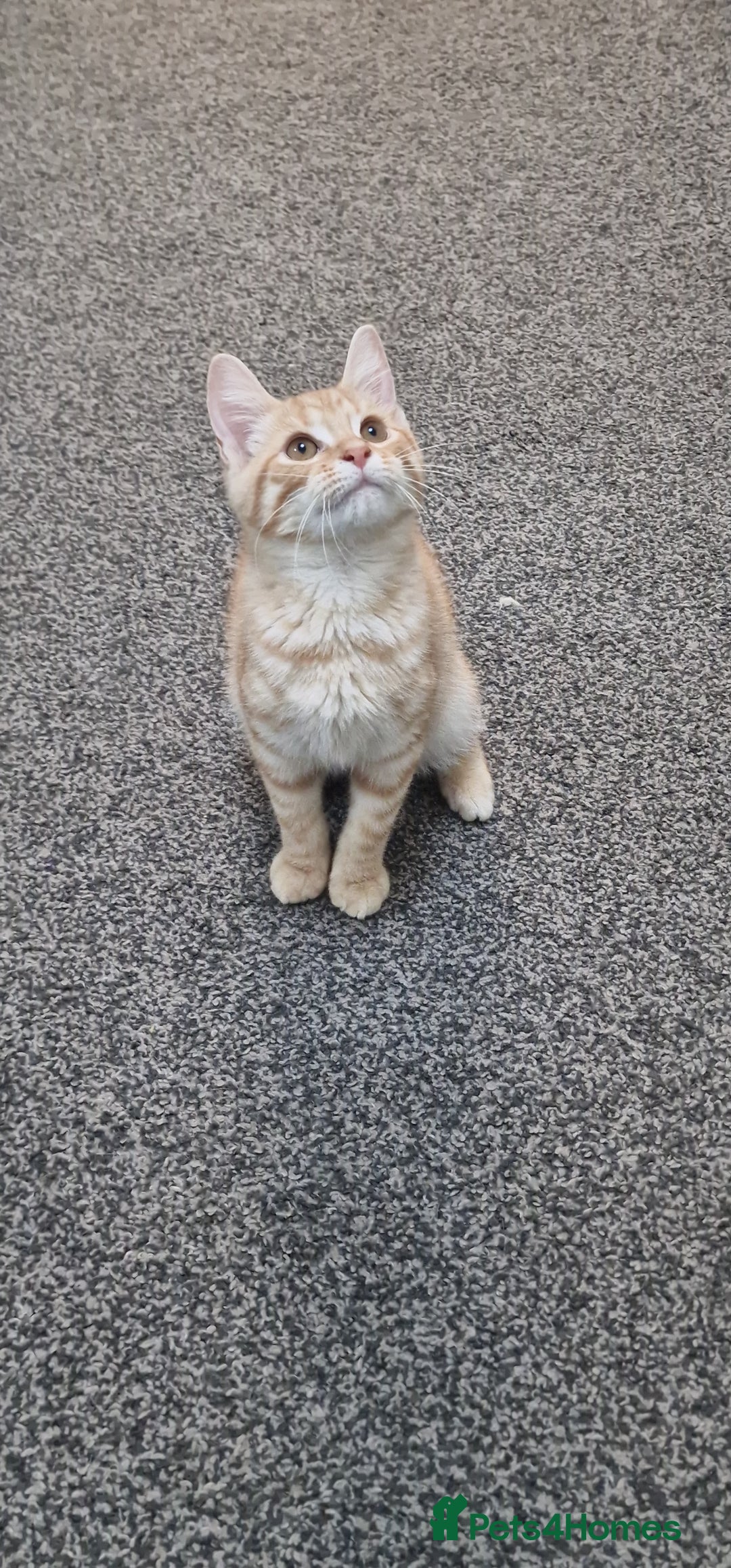 British Shorthair cats for sale: British Shorthair x **REDUCED, ONE LEFT*** in Birmingham - Image 12