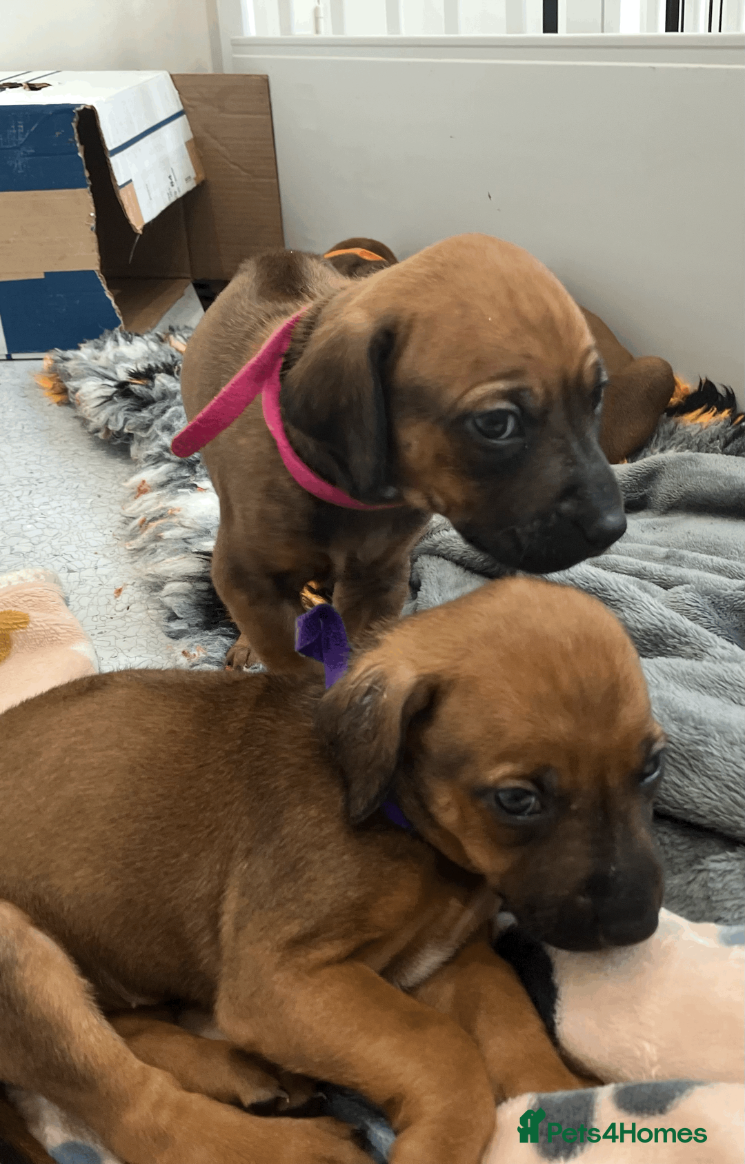 Rhodesian Ridgeback dogs for sale: *1 FRIENDLY, LOVING BOY LEFT*READY TO TAKE HOME - Advert 11