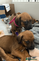 Rhodesian Ridgeback Puppy 5