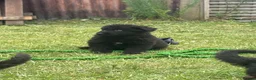 German Shepherd dogs for sale: German shepherd puppies READY NOW - Advert 15
