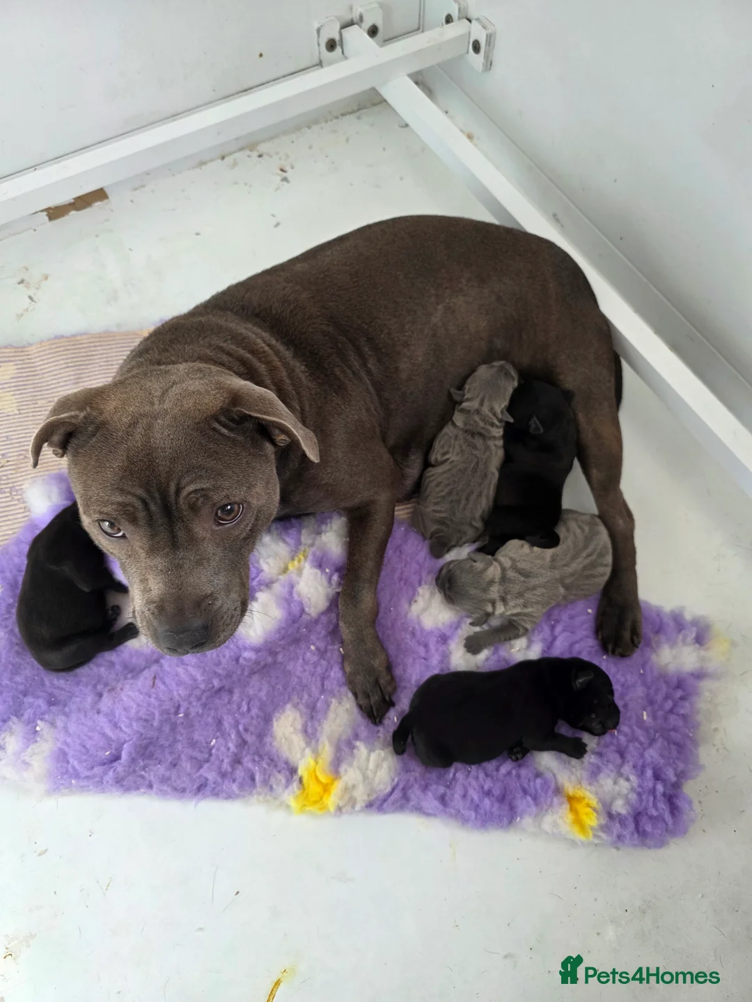 Staffordshire Bull Terrier dogs for sale: KC REG KASSIUS PUPS - Advert 2
