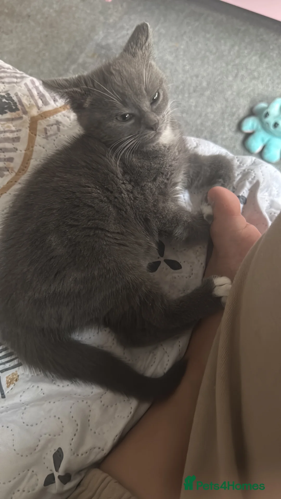 Mixed Breed cats for sale: Bambi - Advert 2