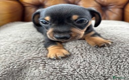 Miniature Dachshund dogs for sale: Minature Dachshund puppies for sale - Image 2