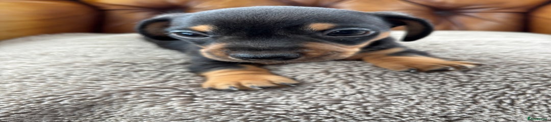 Miniature Dachshund Puppy 2