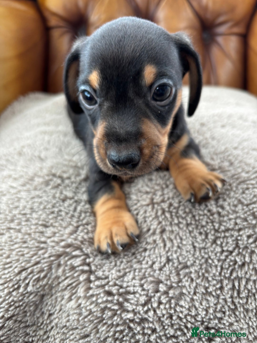 Miniature Dachshund dogs for sale: Minature Dachshund puppies for sale - Image 2
