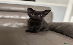 Mixed Breed cats for sale: 3 beautiful kittens! - Image 7