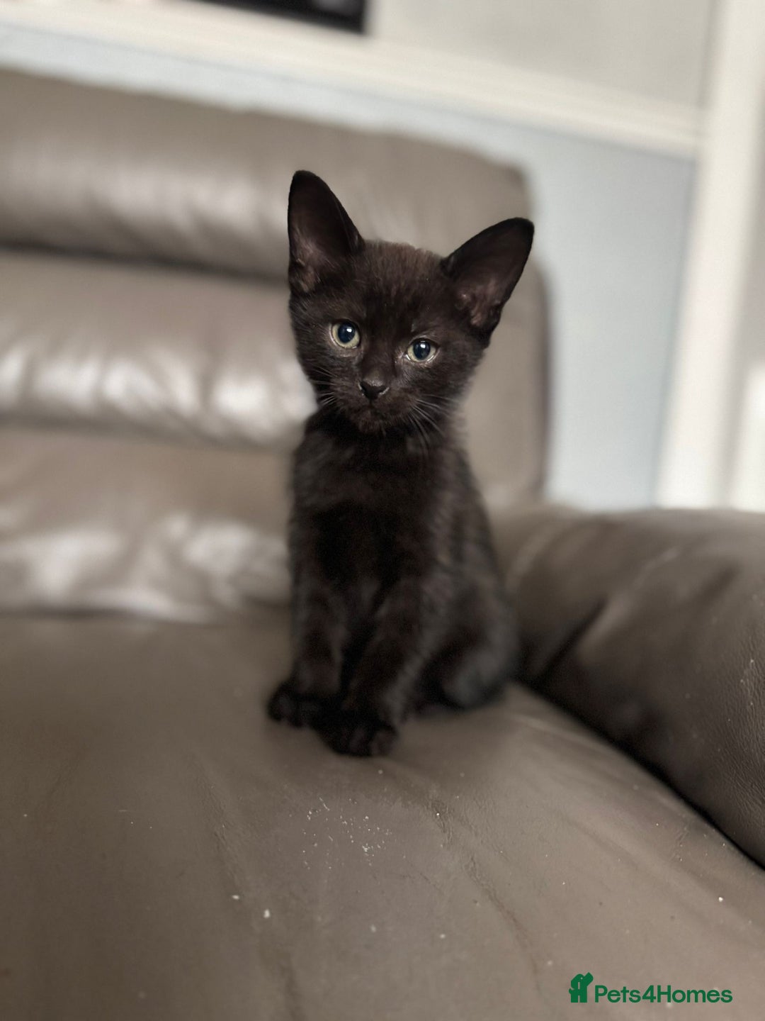 Mixed Breed cats for sale: 3 beautiful kittens! - Image 7