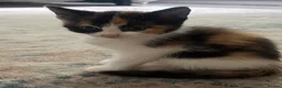 Mixed Breed cats for sale: 4 beautiful rag doll x kitten. 1 boy and 3 girls. - Advert 12