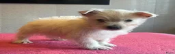 West Highland Terrier dogs for sale: West highland terrier  - Advert 12