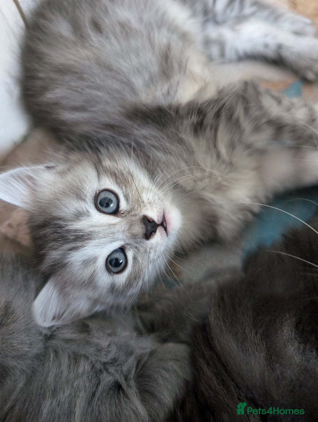 Mixed Breed cats for sale: Three incredibly beautiful kittens - Image 7