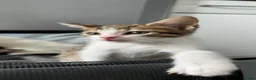 Mixed Breed cats for sale: 7 Kittens For Sale | Mixed Breed Bengal - Advert 9