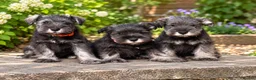 Miniature Schnauzer dogs for sale: Stunning kc reg miniature schnauzers  - Advert 11