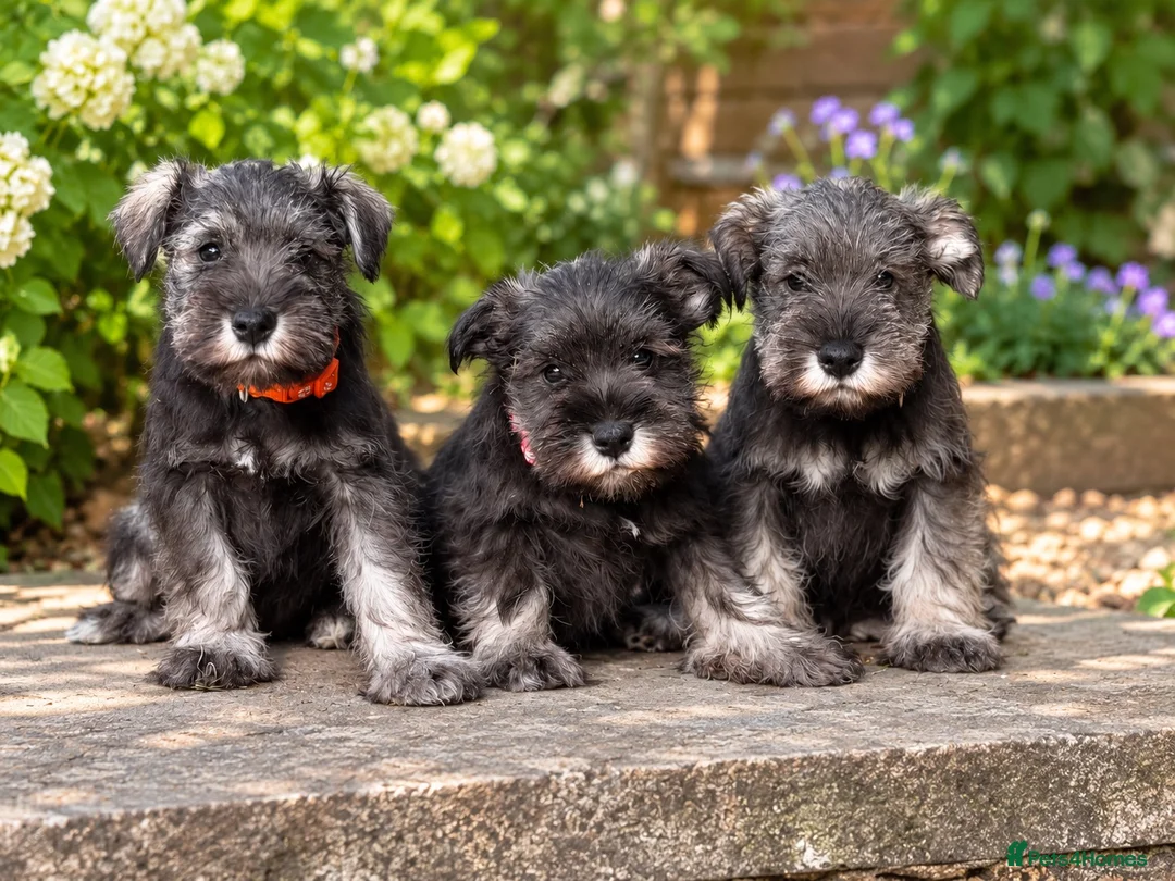 Miniature Schnauzer dogs for sale: Stunning kc reg miniature schnauzers  - Advert 11
