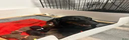 Dachshund dogs for sale: Stunning standard dachshund puppies  - Advert 1