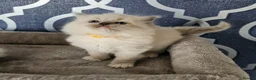 Ragdoll cats for sale: Stunning GCCF registered kittens  - Advert 5