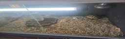 Tortoise reptiles for sale: Horsefield Tortoise  - Advert 2