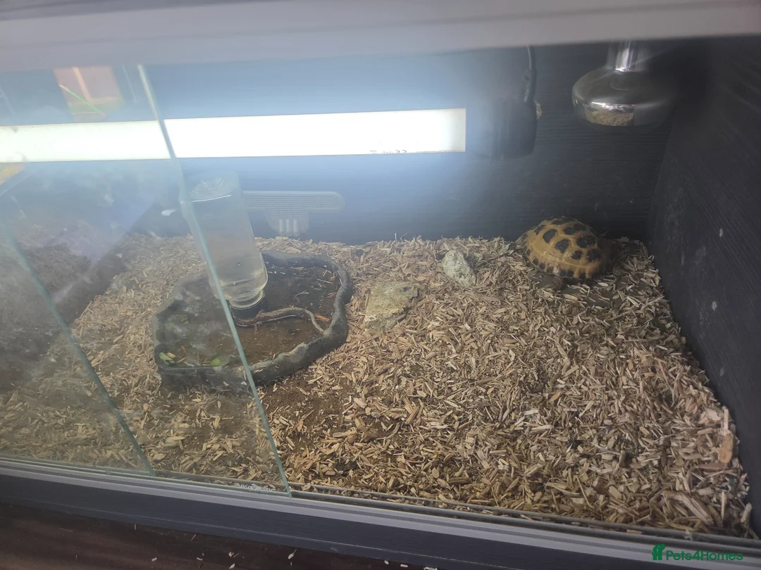 Tortoise reptiles for sale: Horsefield Tortoise  - Advert 2