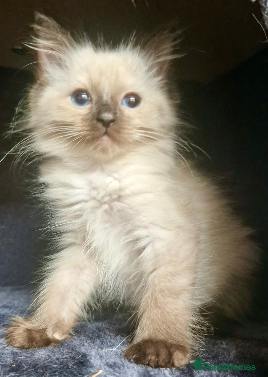 Ragdoll cats for sale:  FIFe Registered Ragdoll Kittens Champion Line - Image 32