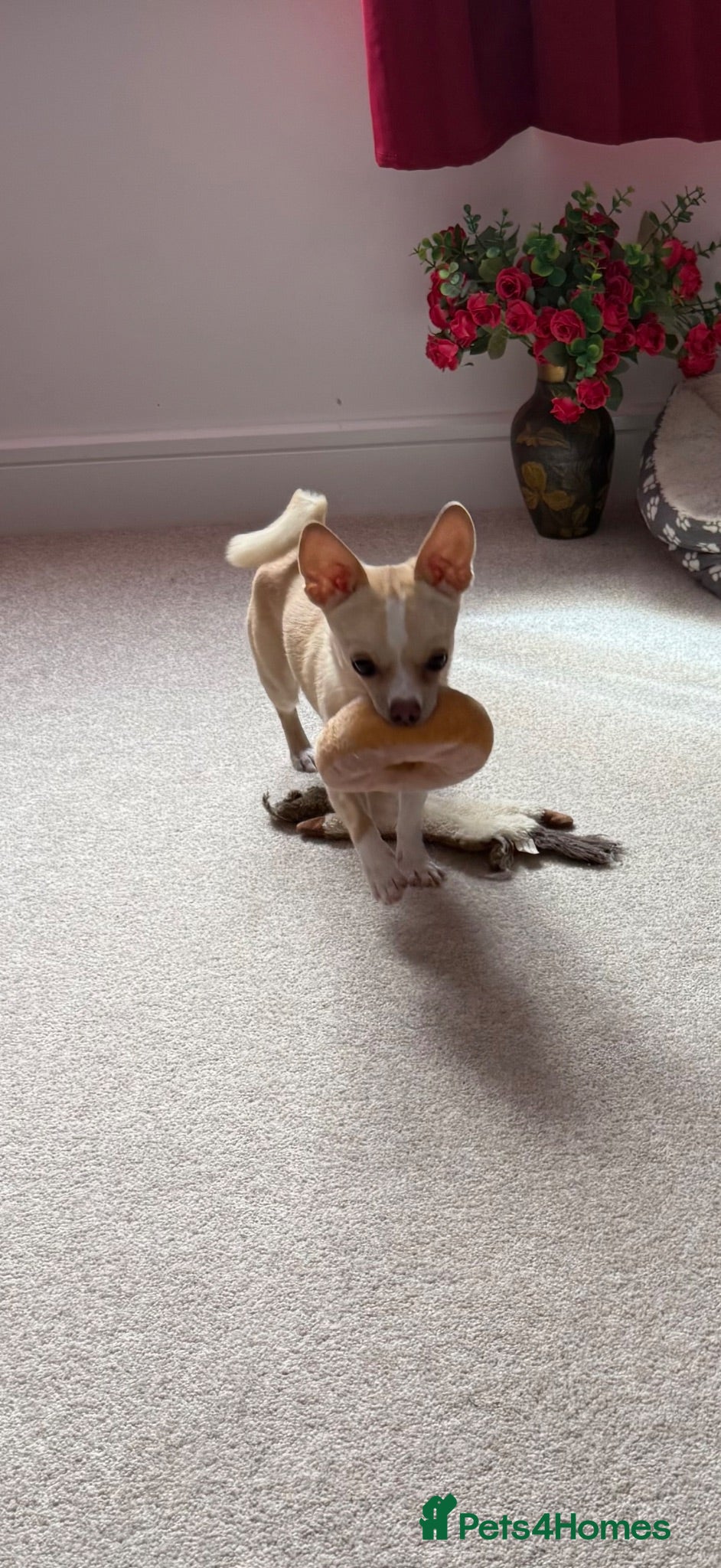 Pomchi dogs READ ADVERT! Beautiful cream Pomchi boy  - Advert 2