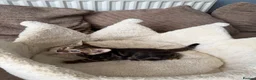 Bengal cats for sale: TICA pure breed Bengal kittens available.  - Advert 5
