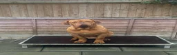 Dogue De Bordeaux dogs for sale: Dogue de Bordeaux puppies - Advert 3