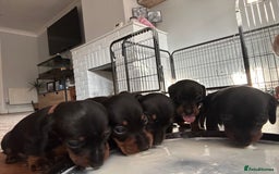 Miniature Dachshund dogs for sale: Miniature daschunds  - Image 7