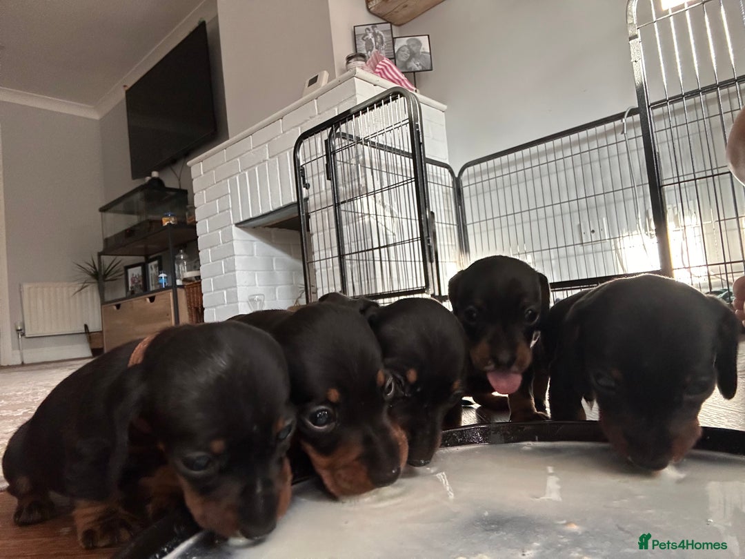 Miniature Dachshund dogs for sale: Miniature daschunds  - Image 7