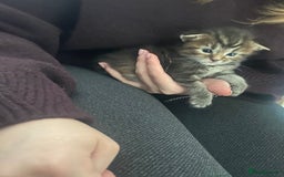Maine Coon cats for sale: Half Main Coon and Ragdoll - Image 11