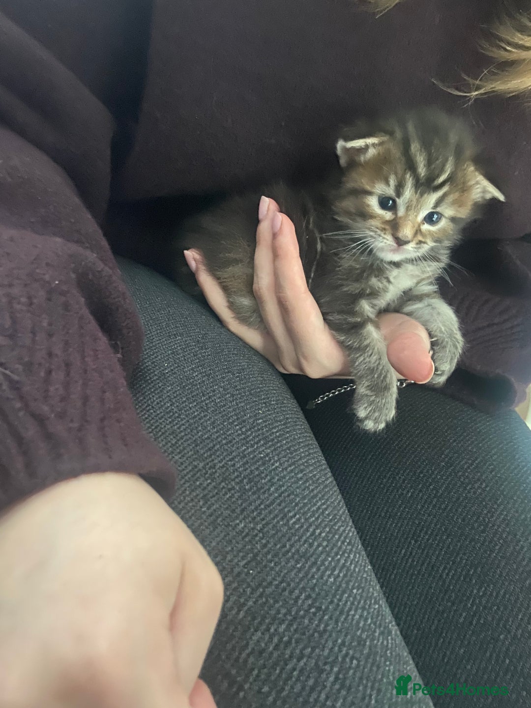Maine Coon cats for sale: Half Main Coon and Ragdoll - Image 11