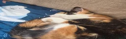 Mixed Breed cats for sale: 4 cats looking for new homes after bereavement - Advert 6