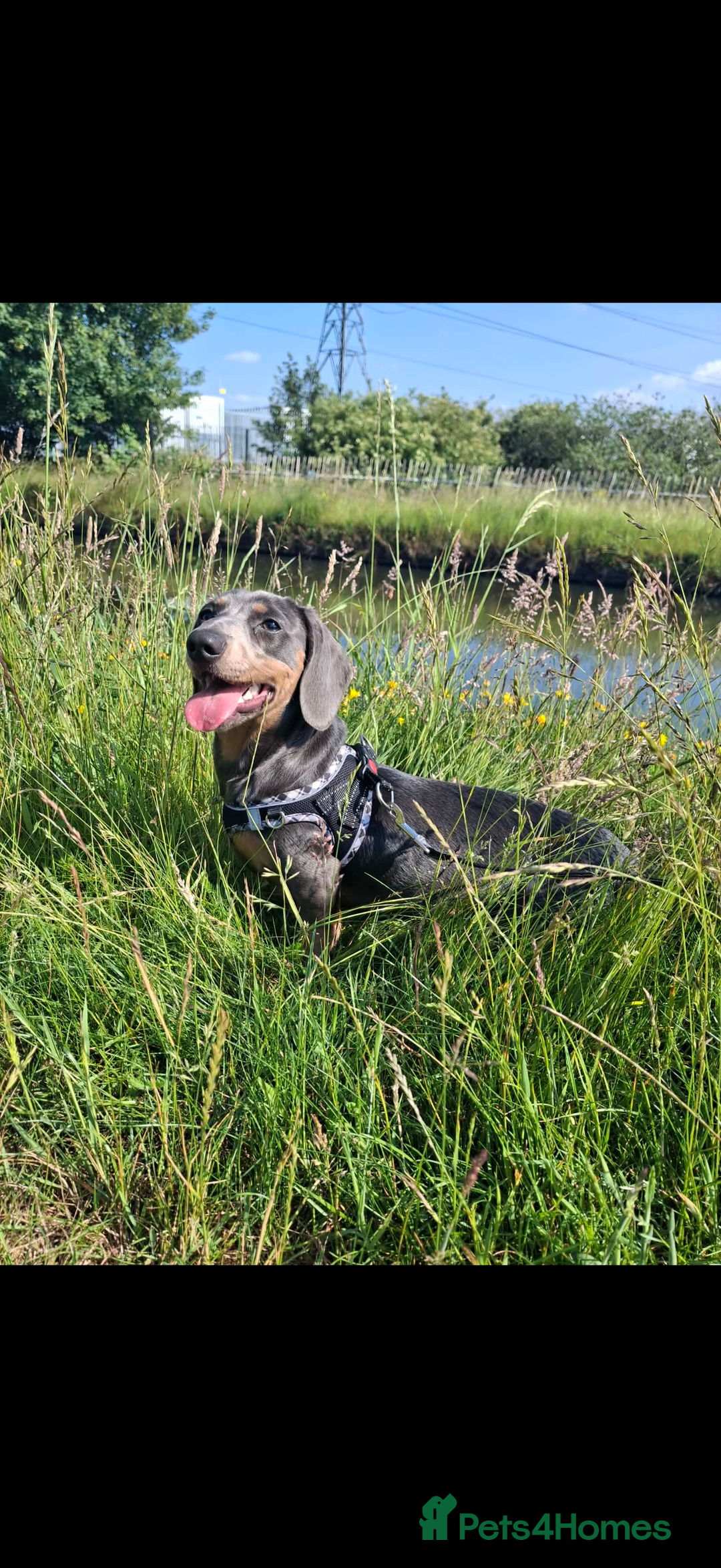 Miniature Dachshund dogs for stud: Beautiful boy for stud - Advert 1