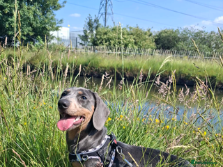Miniature Dachshund dogs Beautiful boy for stud - Advert 1