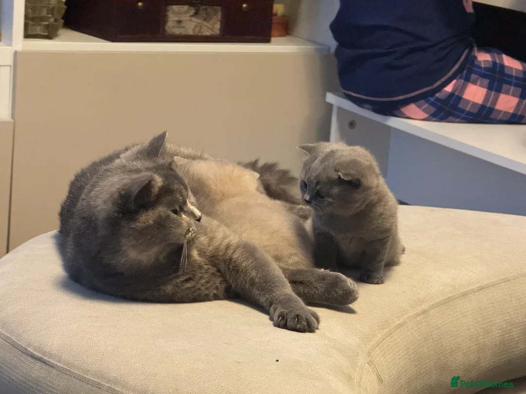 British Shorthair cats for sale:  British Shorthair kitten, 1 left - Advert 11
