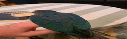 Conures birds for sale: Handreared Tame Conures - Advert 9