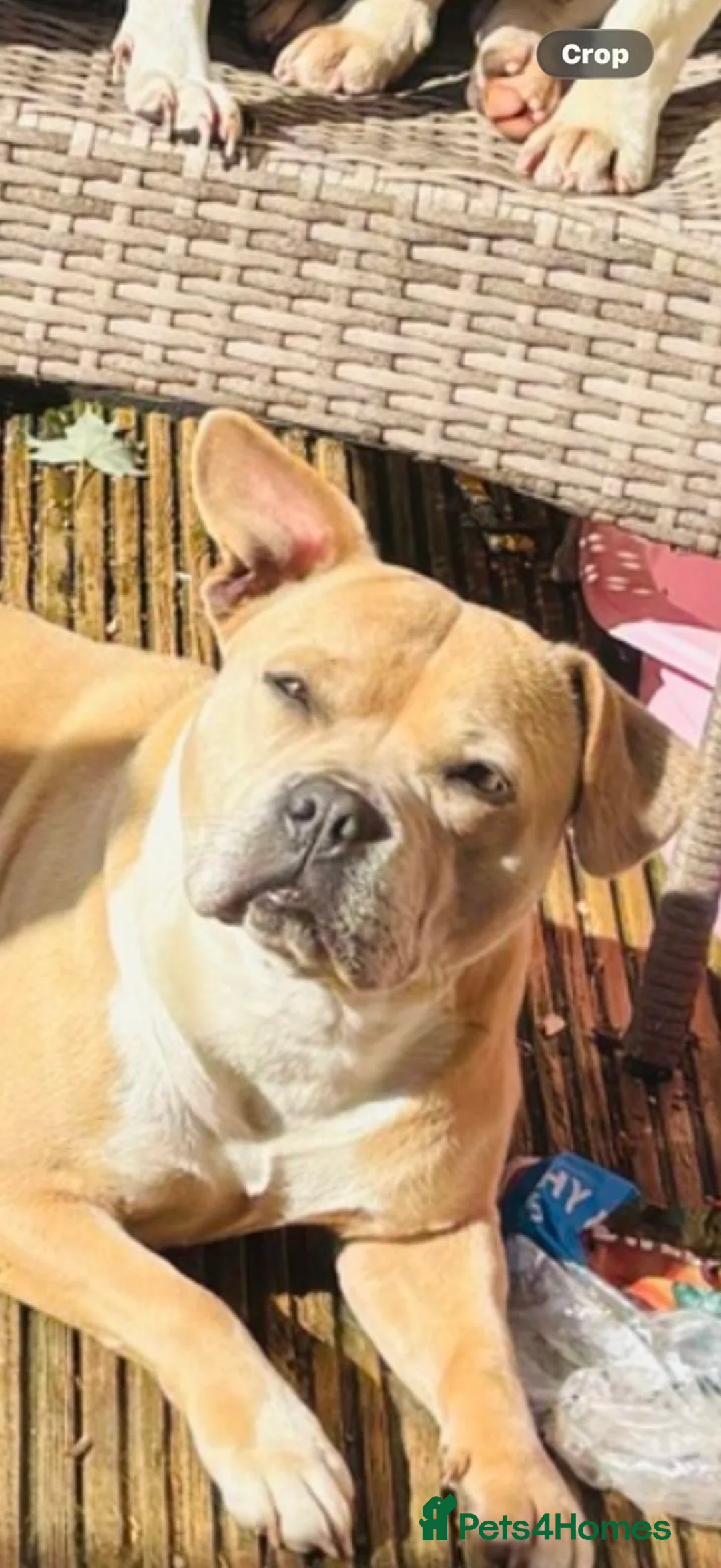 Mixed Breed dogs for sale: Staffy x French bulldog  - Advert 1