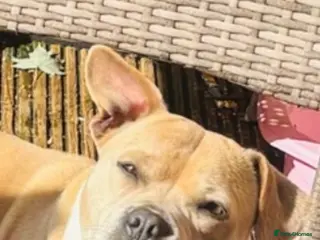 Mixed Breed dogs Staffy x French bulldog - Advert 1