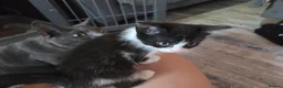 Mixed Breed cats for sale: BSH cross kittens 1 female 2 male - Advert 5