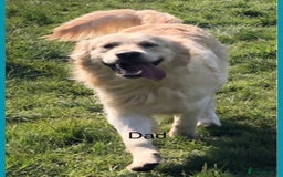 Golden Retriever dogs for sale: Champion line KC reg Golden Retriever pups - Image 3