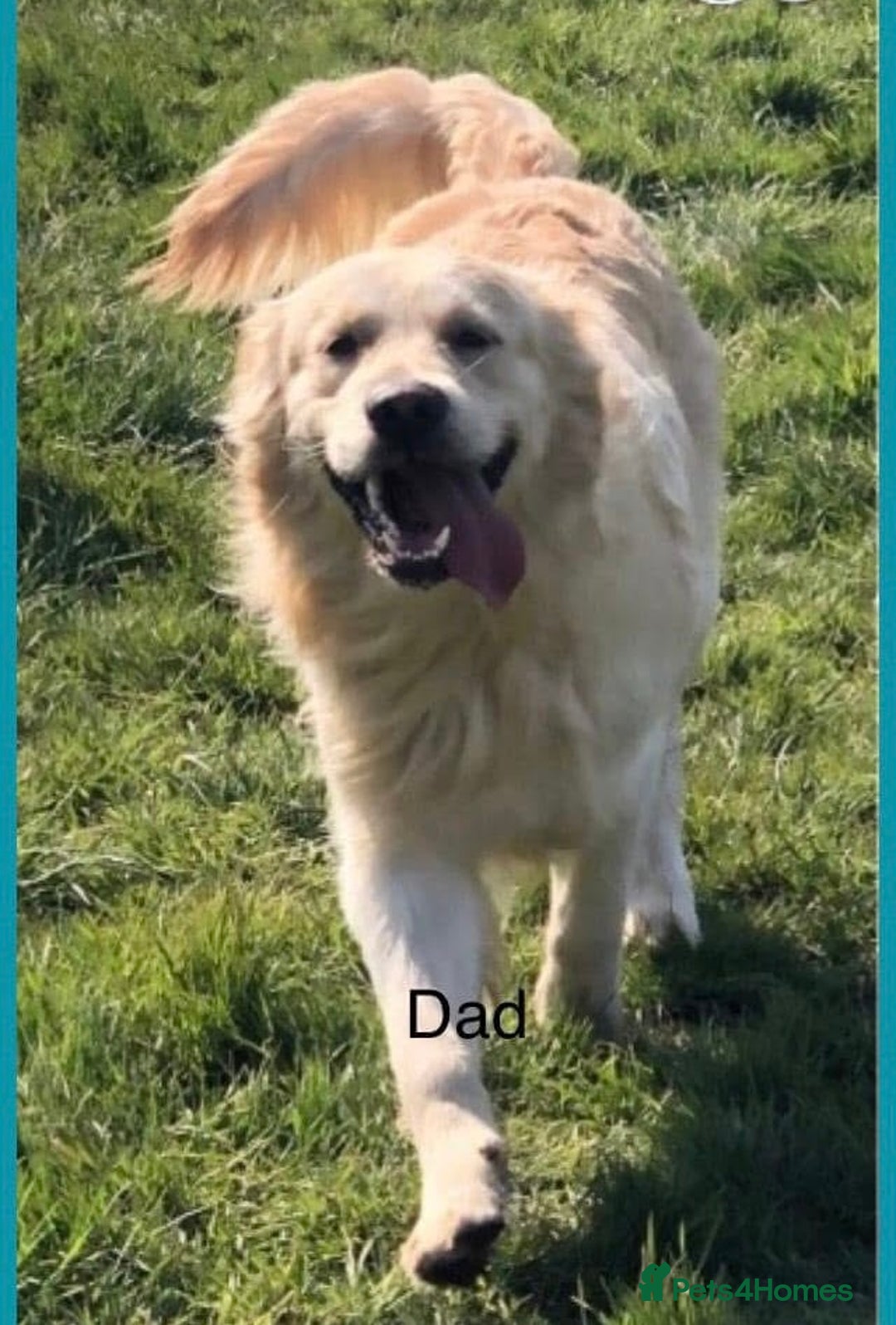 Golden Retriever dogs for sale: Champion line KC reg Golden Retriever pups - Image 3