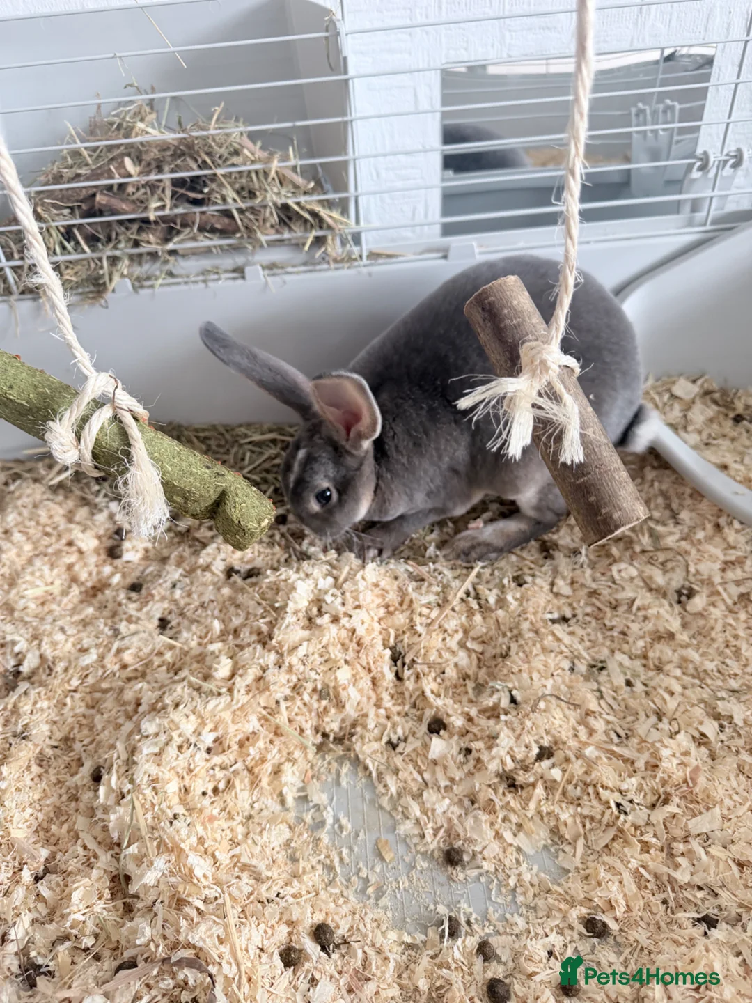 Mixed Breed rabbits for sale: Grey bunny in Gloucester - Advert 2