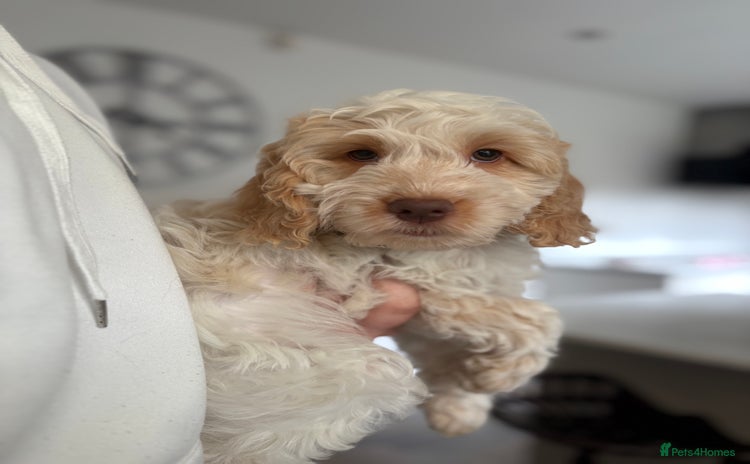 Cockapoo dogs in Bolton - Advert 9