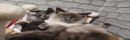 Ragdoll cats for sale: Ragdoll seal point 1 year old boy - Advert 3
