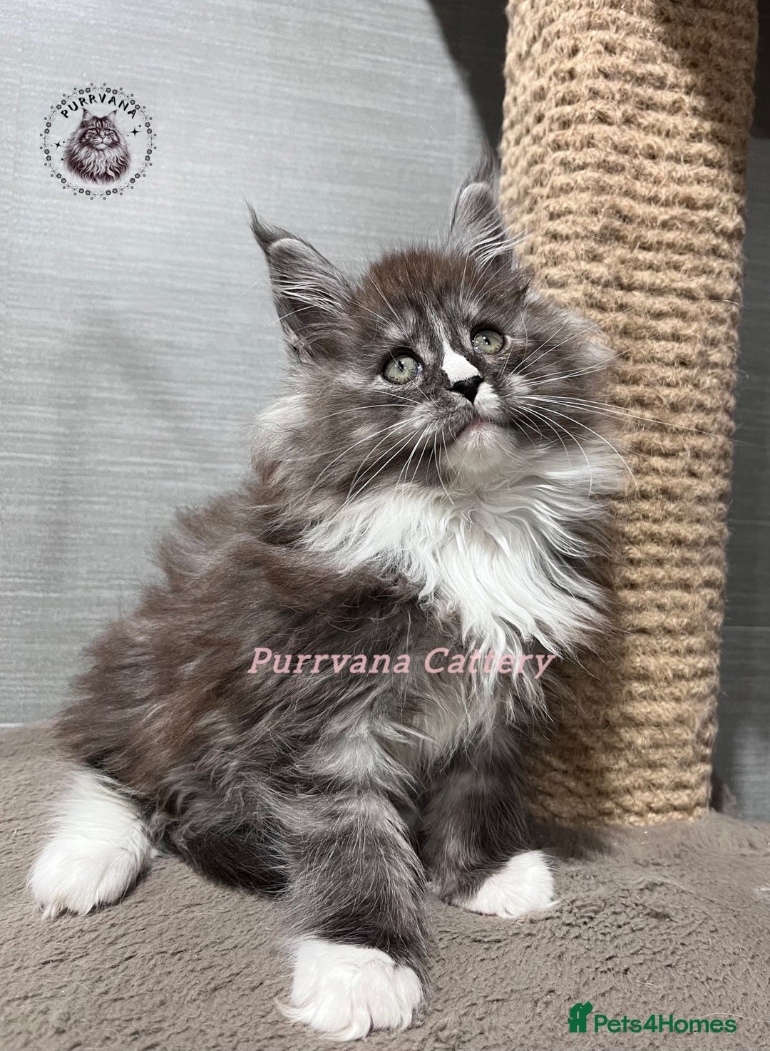 Maine Coon cats for sale: TICA registration Stunning Maine coon kittens - Advert 3