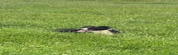 Border Collie dogs for sale: BORDER COLLIE - Advert 3