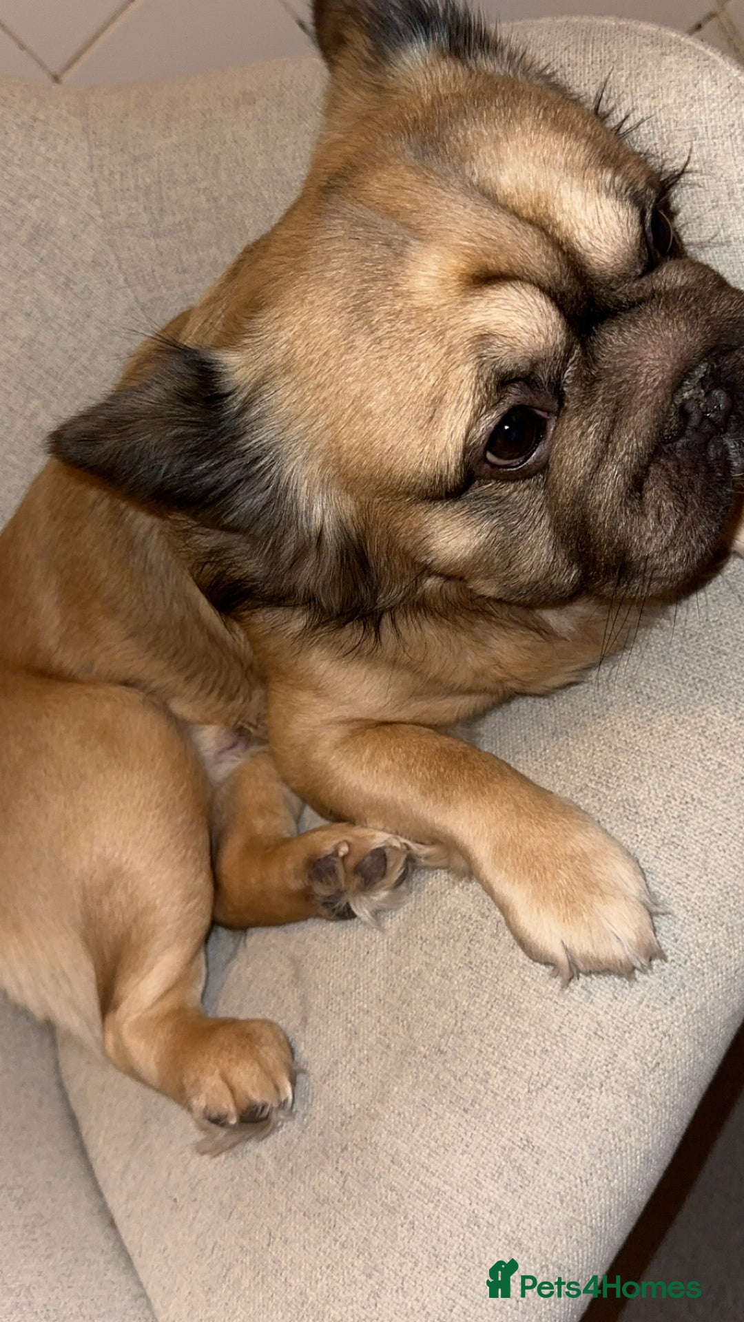 French Bulldog dogs for stud: Milo our fluffy frenchie🤎🖤 - Advert 3