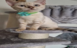 Bengal cats for sale: READY😍Snow bengal whit blue eyes💙last one LEFT  - Image 1