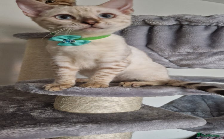 Bengal cats - Advert 4